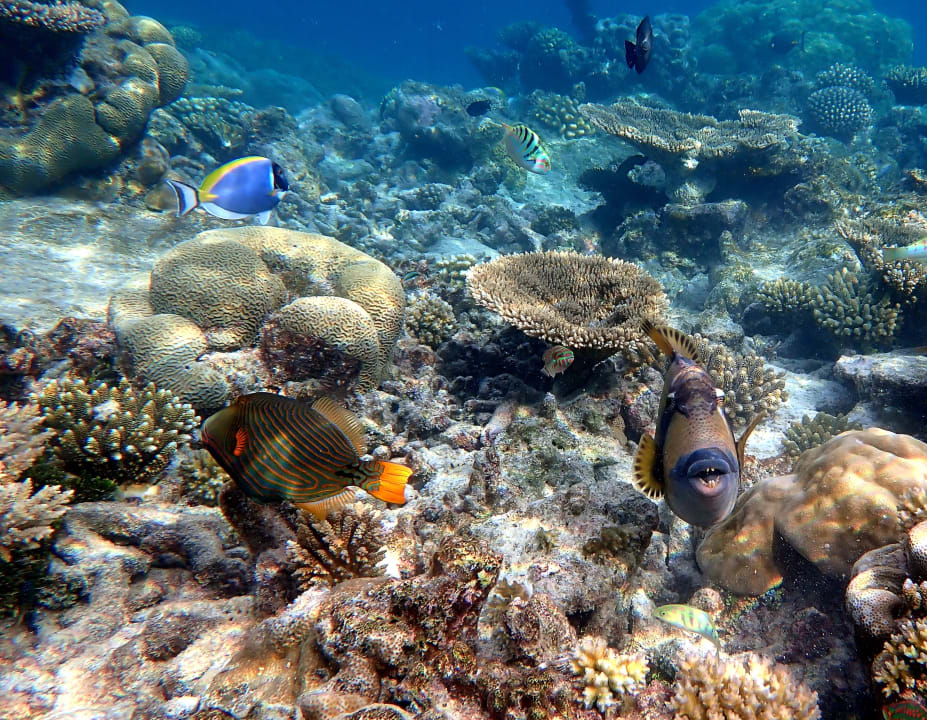 Sport & Freizeit NH Collection Maldives Havodda Resort