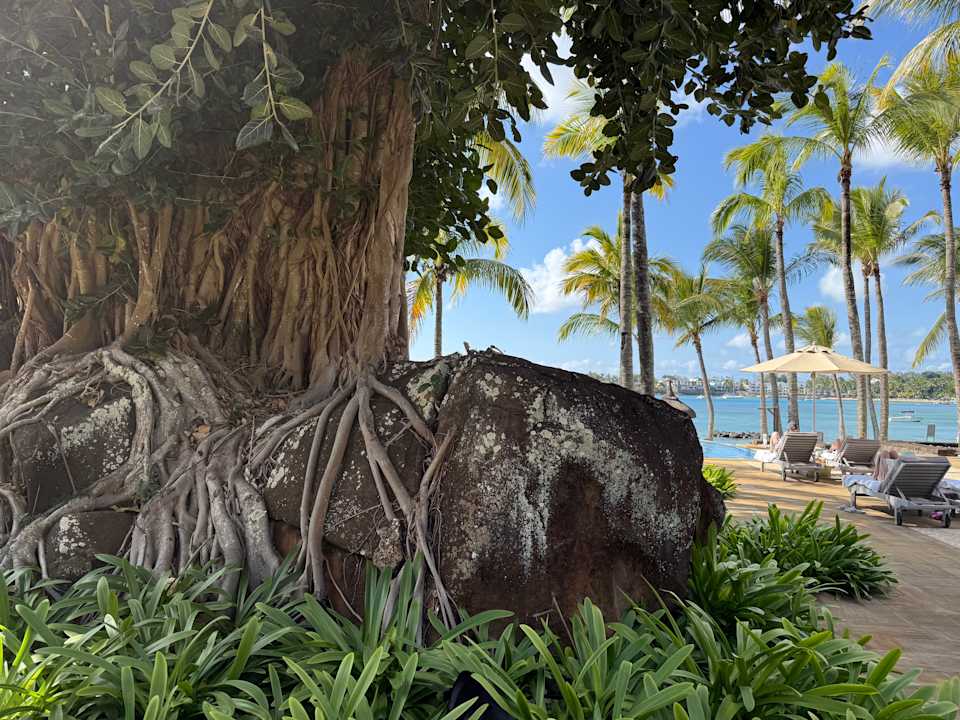 Pool The Westin Turtle Bay Resort & Spa