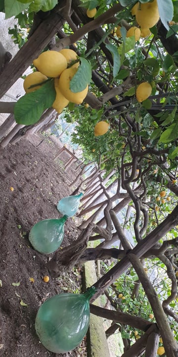 Gartenanlage Hotel Orto Paradiso