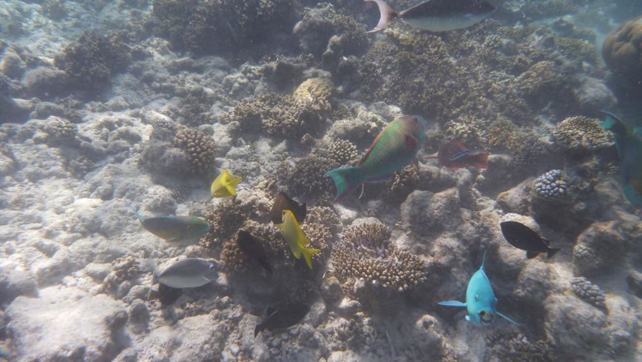 Unterwasserwelt Kuramathi Maldives