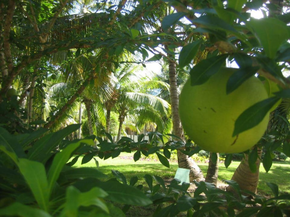 Garten Catalonia Punta Cana - All Inclusive