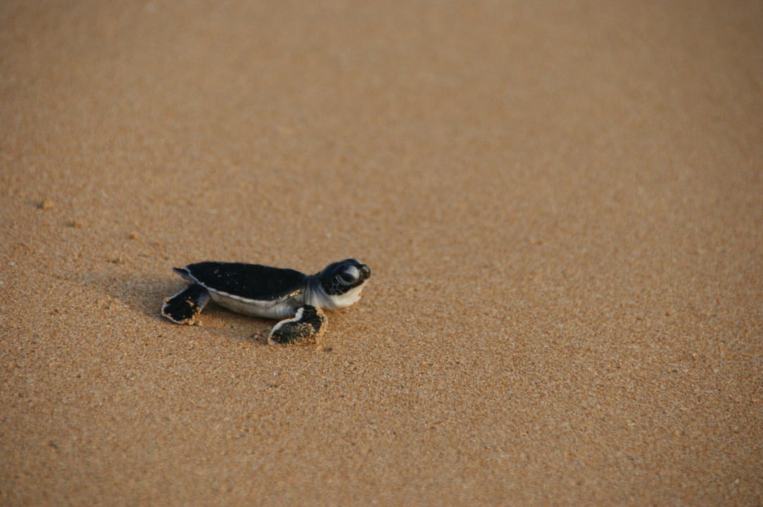 Freiheit! Hotel Bentota Village