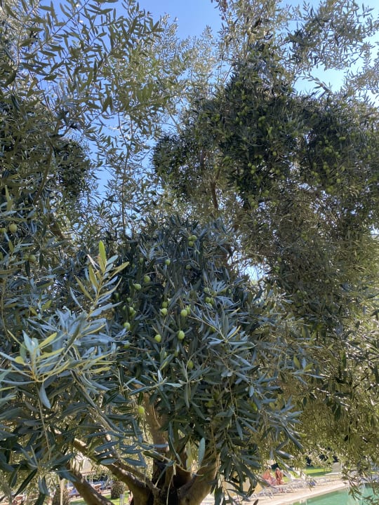 Gartenanlage TUI BLUE Seno - Adults Only