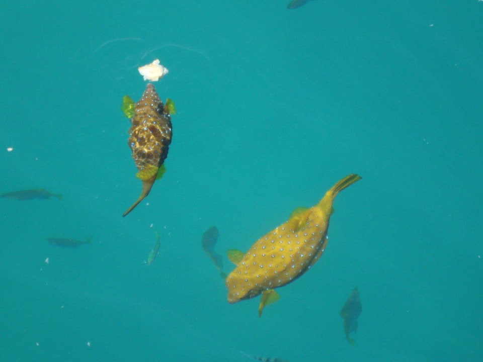 Fische Giftun Azur Resort