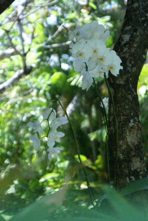 Gartenimpressionen Puri Santrian