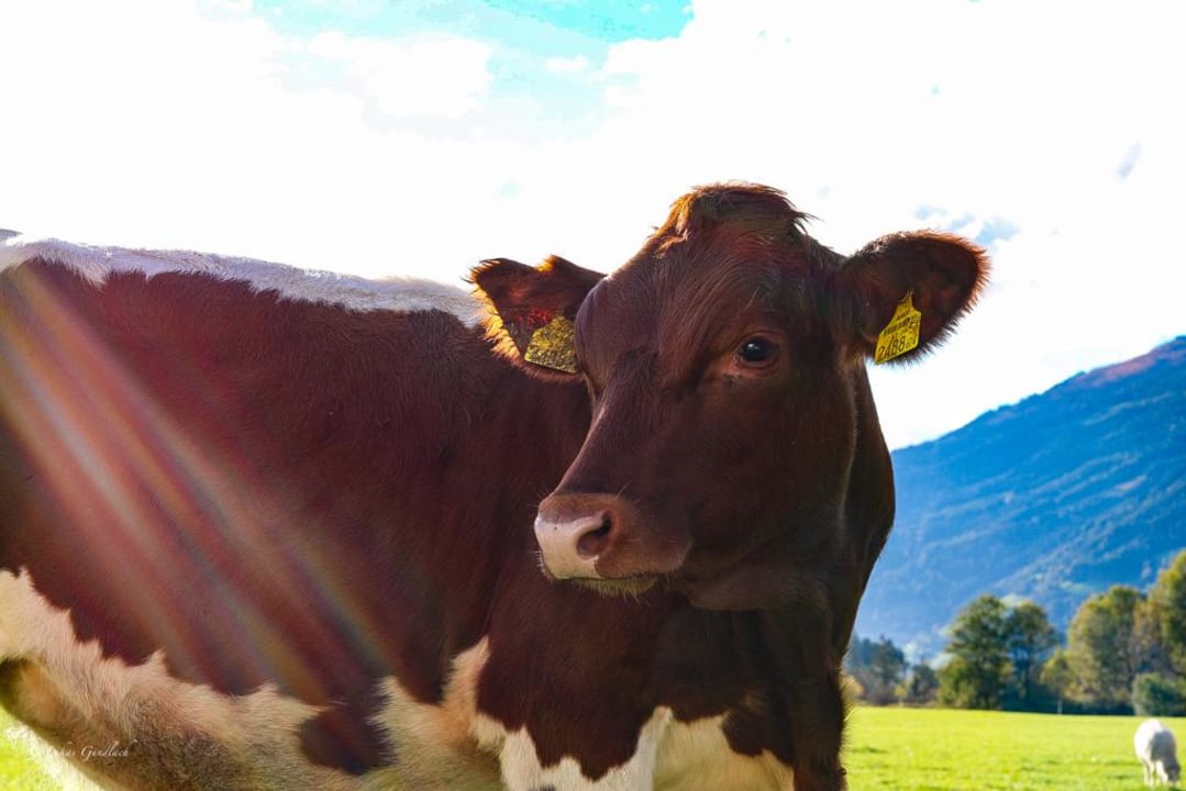 Ausblick Kinderbauernhof Scharrerhof