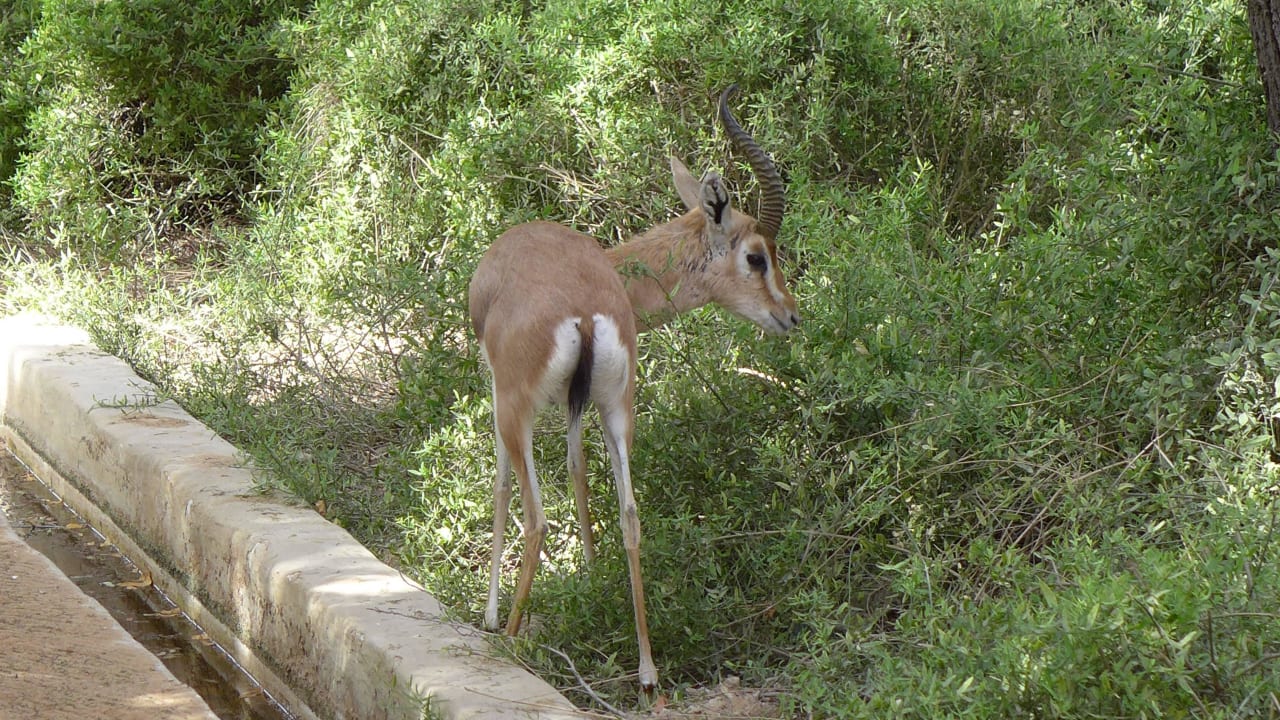 Gazellen im Ressort Al Maha, A Luxury Collection Desert Resort & Spa
