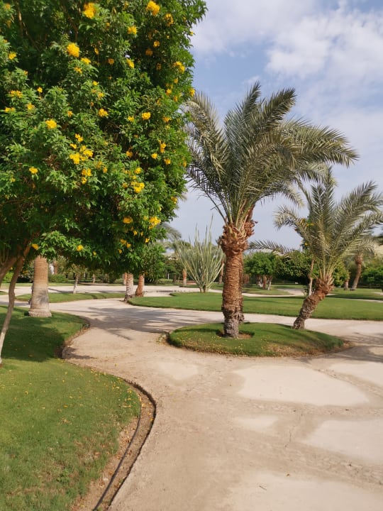 Gartenanlage Desert Rose