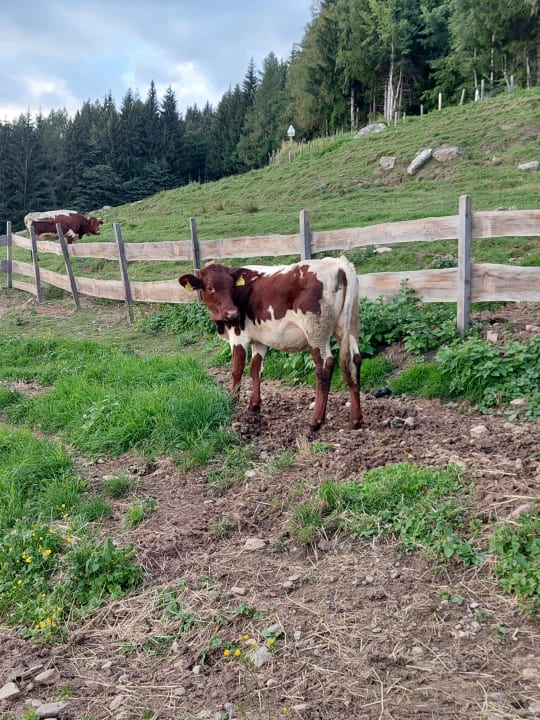 Sonstiges Pension Bauernhof Stanahof