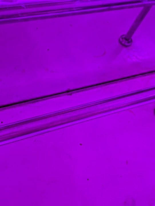 Gastro Adam & Eve - Adults only