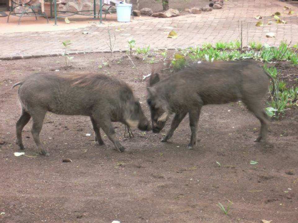 "Haustiere" im Zulu Nyala Hotel Zulu Nyala Game Lodge