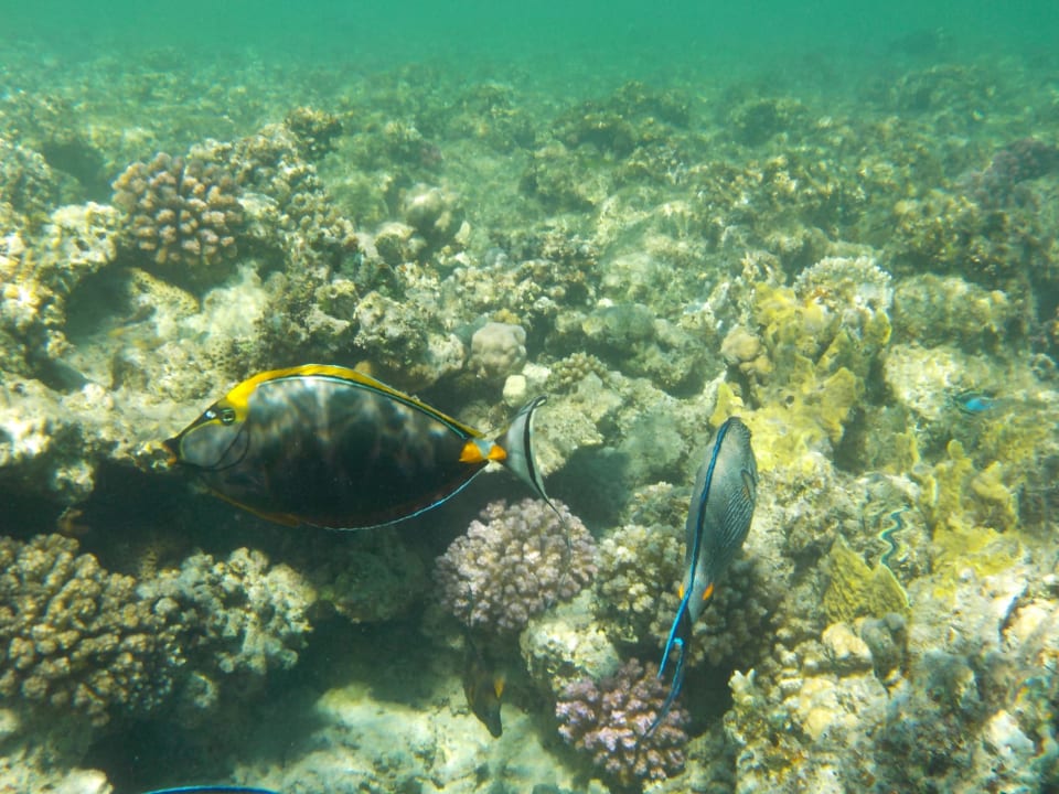 Strand Malikia Resort Abu Dabbab