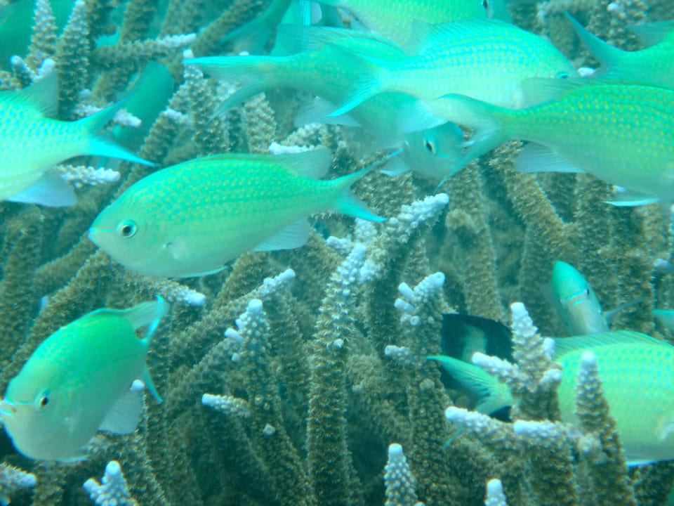 Fischwelt Cinnamon Hakuraa Huraa Maldives