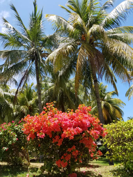 Gartenanlage Solana Beach Mauritius