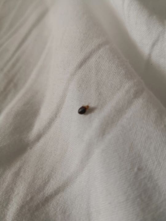 Zimmer Bahia Principe Sunlight Coral Playa