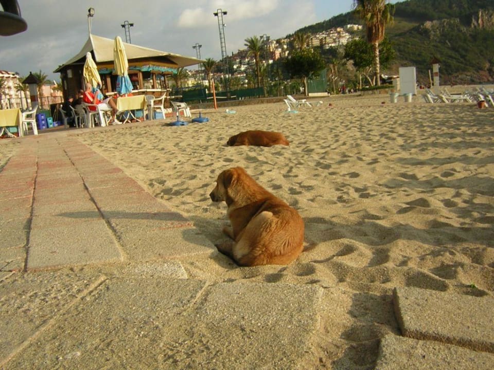 Am Strand Gardenia Hotel