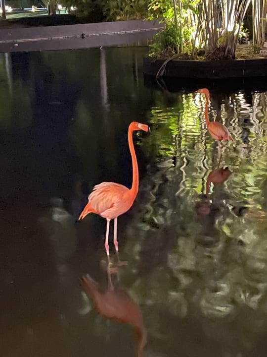 Sonstiges Grand Bávaro Princess