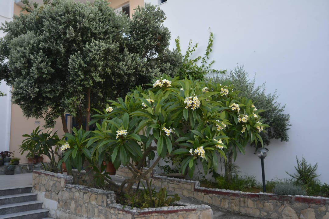 Die gepflegte Pflanzen Hotel Kathrin Beach