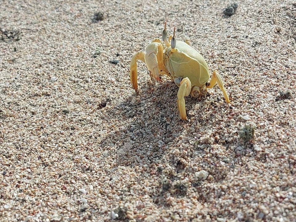 Strand Coral Sun Beach