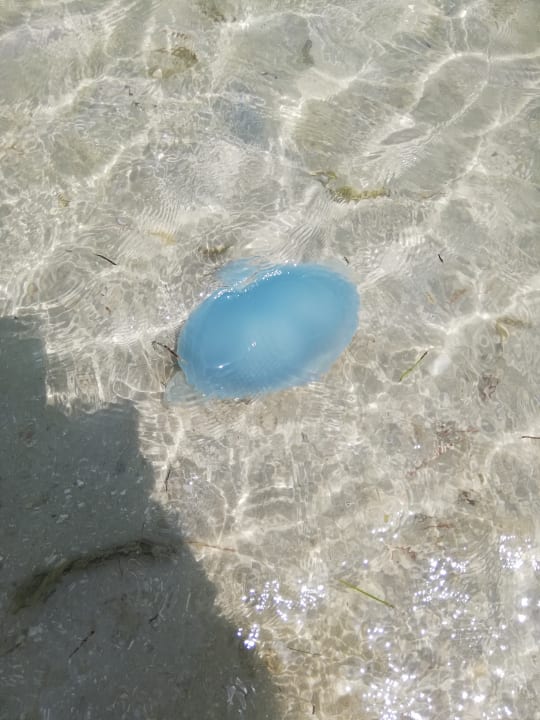 Strand DoubleTree by Hilton Resort & Spa Marjan Island