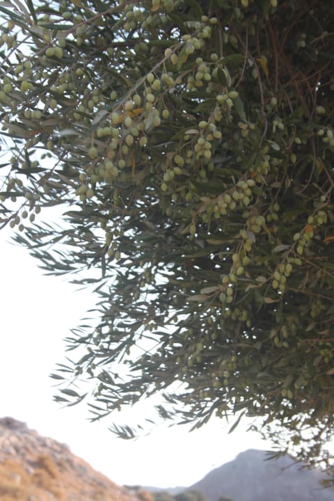 Drzewo oliwne Hotel Golden Odyssey