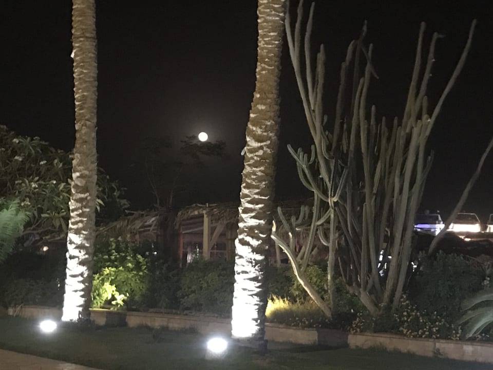 Garten Marriott Hurghada Beach Resort