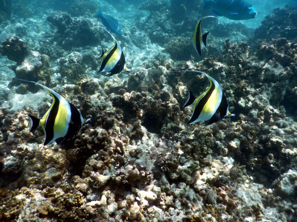 Unterwasserwelt  Kuramathi Maldives