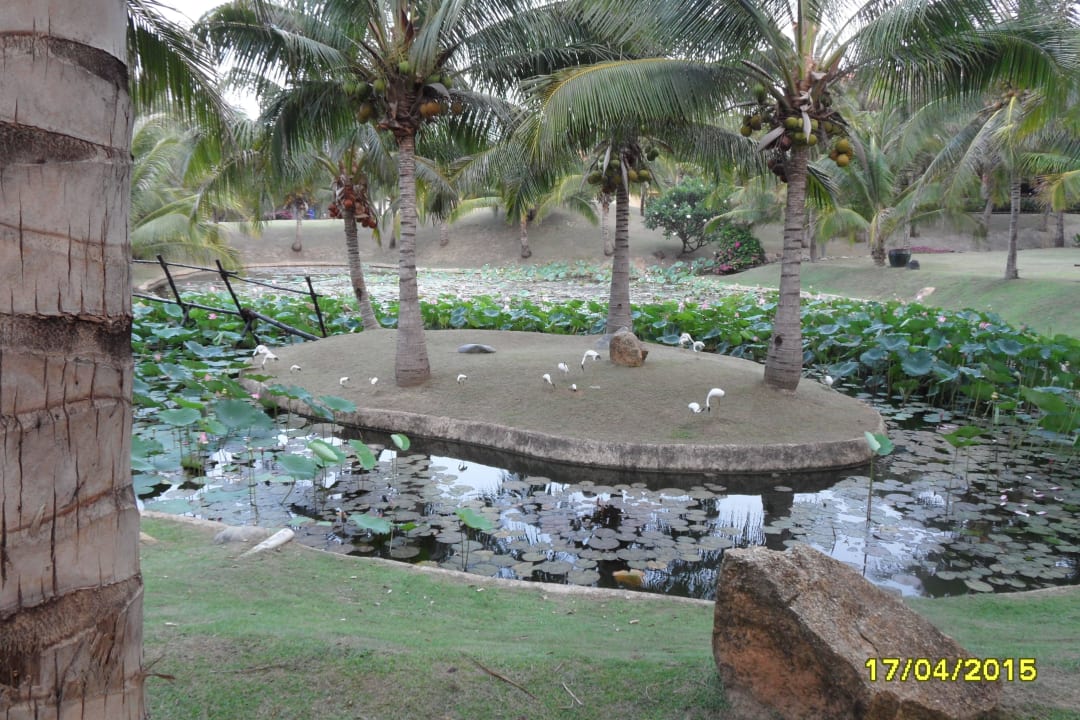 Lotusblütensee in der Anlage Pandanus Resort