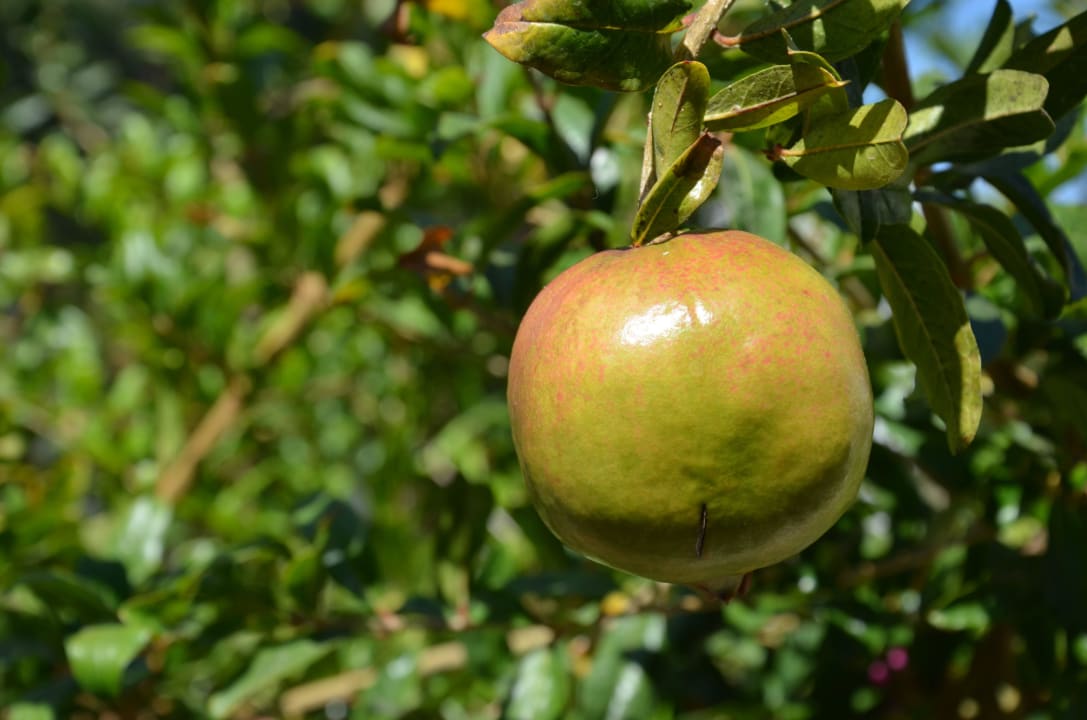 Dankbare Fotomotive in der Gartenanlage... TUI KIDS CLUB Alex Beach