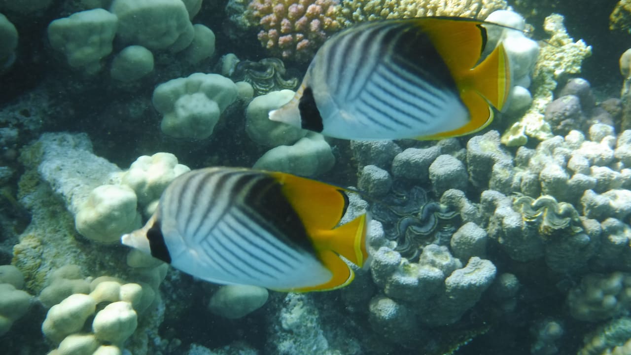 Sport & Freizeit Malikia Resort Abu Dabbab