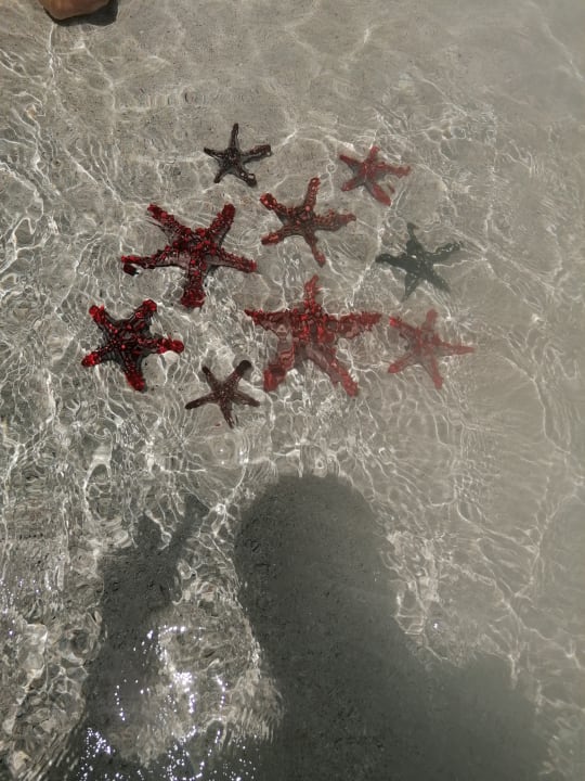 Strand Diani Sea Resort