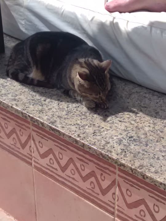 Pool Hotel Riu Touareg