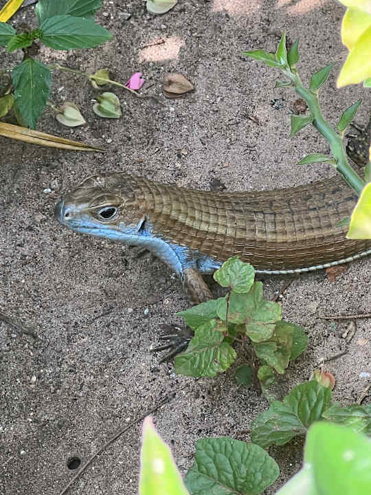 Gartenanlage Hotel Kiwengwa Beach Resort