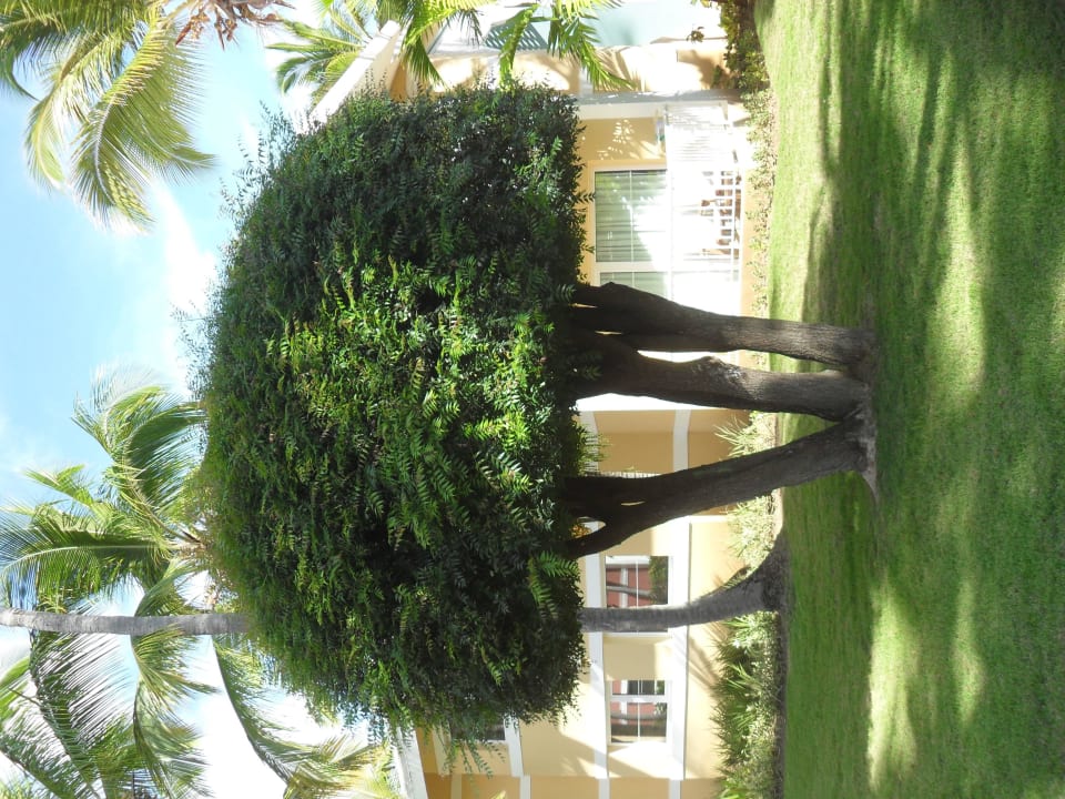 Hotel Grand Palladium Bávaro Suites Resort & Spa Grand Palladium Select Bávaro Resort & Spa