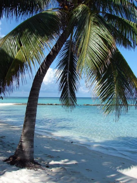 Palme an der Nordseite Summer Island Maldives