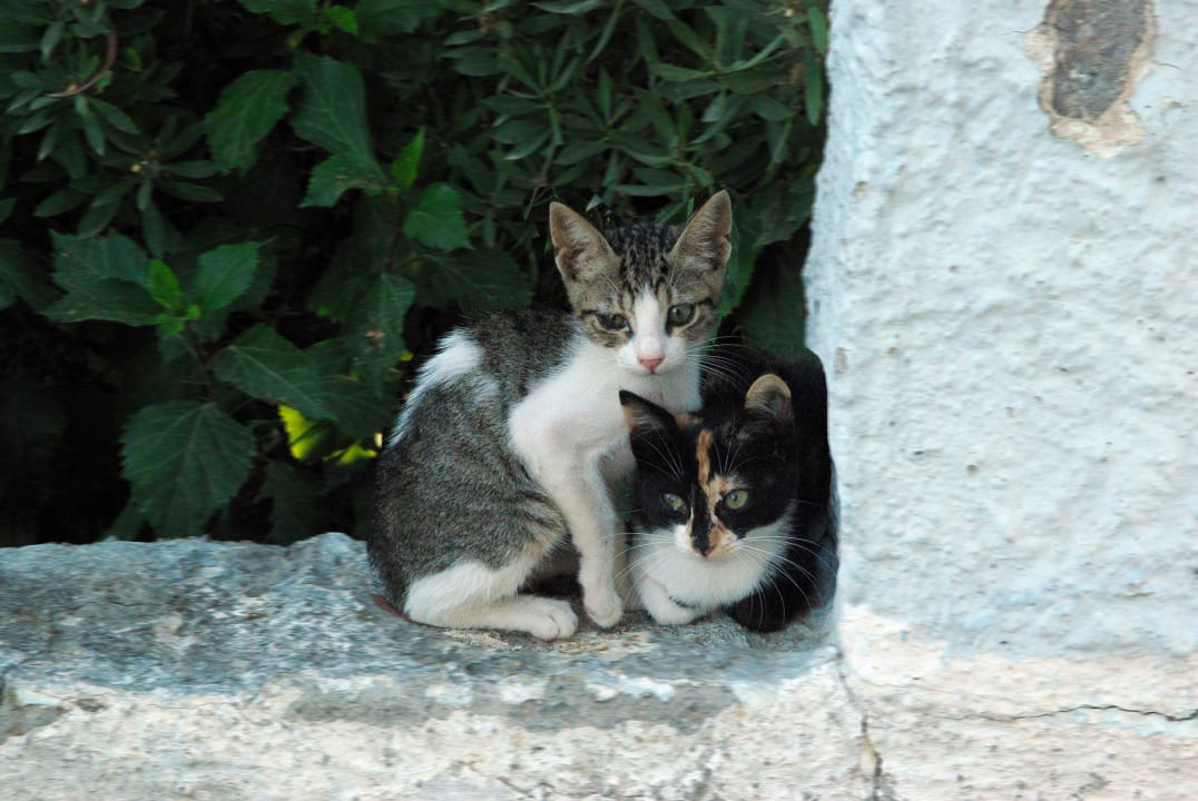 Katzenkinder Gaia Garden Hotel