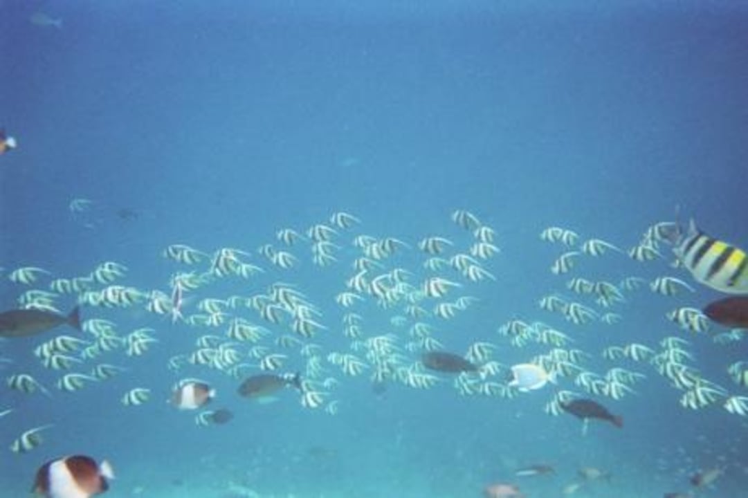 Fischschwarm Adaaran Select Meedhupparu Island Resort - Premium All Inclusive