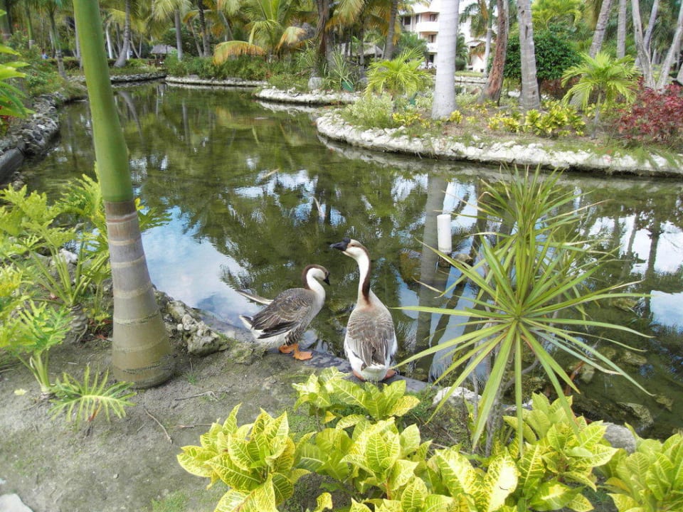 Gänse Catalonia Punta Cana - All Inclusive