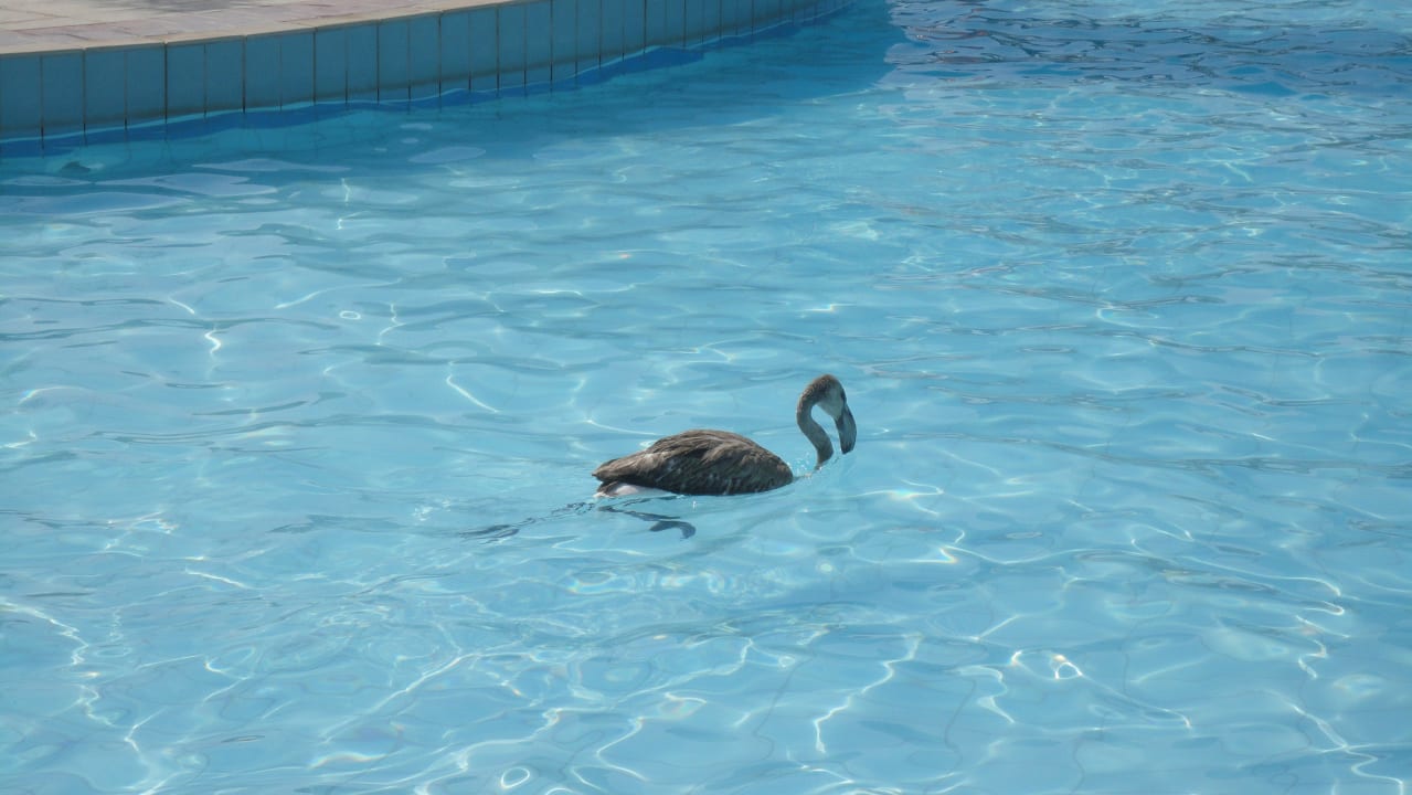 Wieder hatten wir einen "seltenen Badegast" :-)) Lindos Princess Beach Resort & Spa