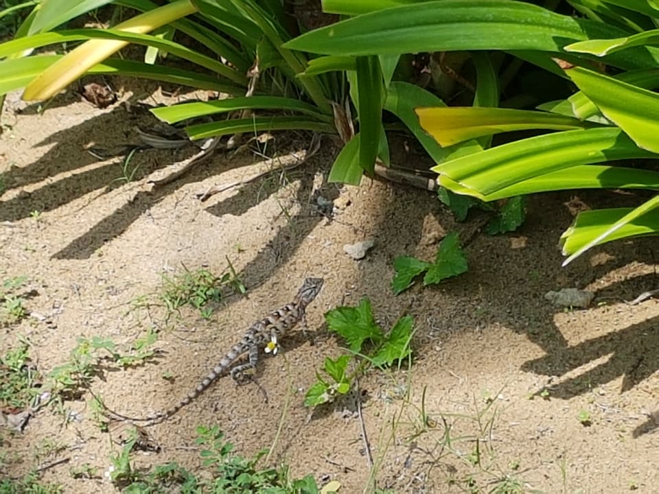 Gartenanlage Anantaya Resort & Spa Passikudah