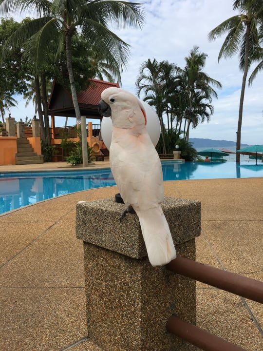 Pool Pinnacle Samui Resort