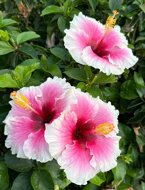 Gartenanlage allsun App.-Hotel Esquinzo Beach