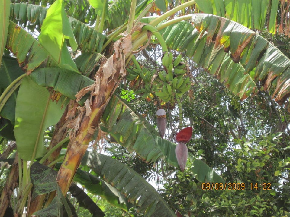 Bananenbaum Bungalows Cordial Sandy Golf
