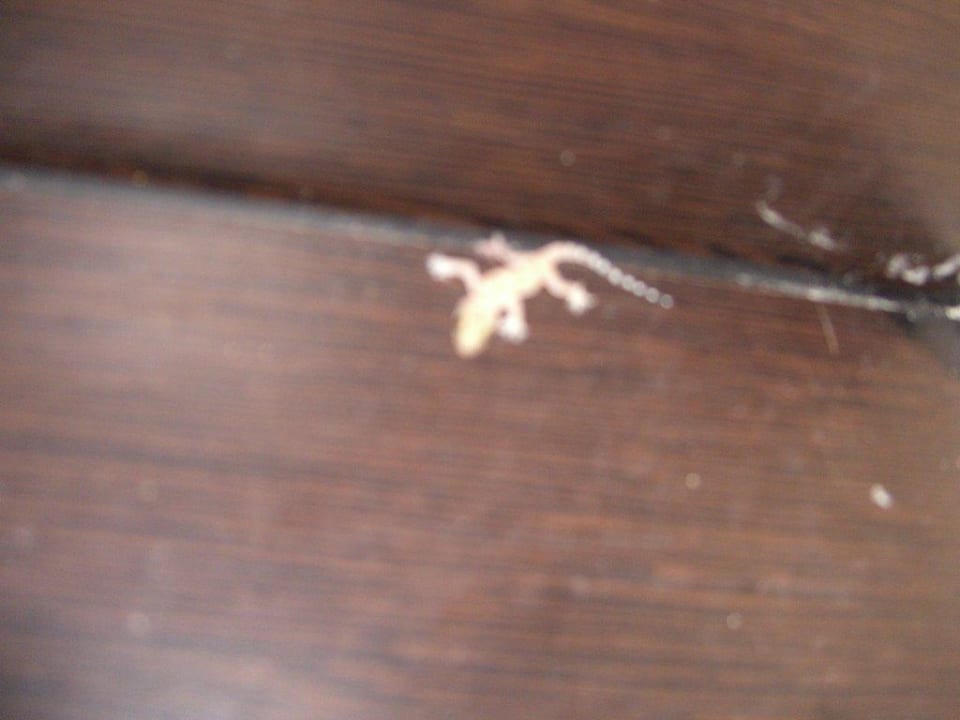 Ekelhaft Kleopatra Balik