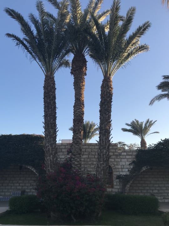 Gartenanlage Aladdin Beach Resort