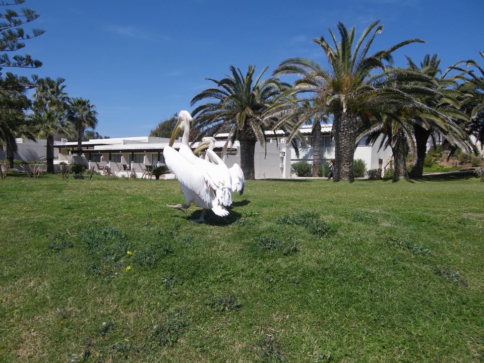 Hoteleigene Pelikan Hotel Nissi Beach Resort