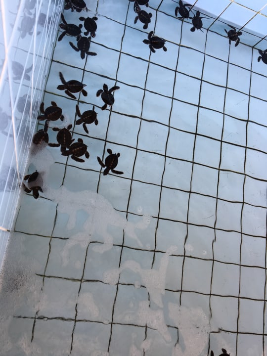 Sport & Freizeit Khao Lak Merlin Resort