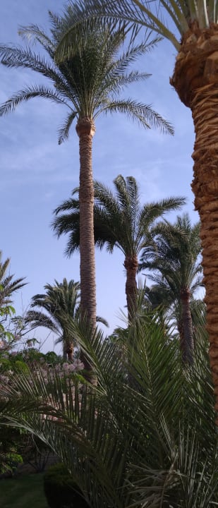 Außenansicht Steigenberger Coraya Beach - Adults only