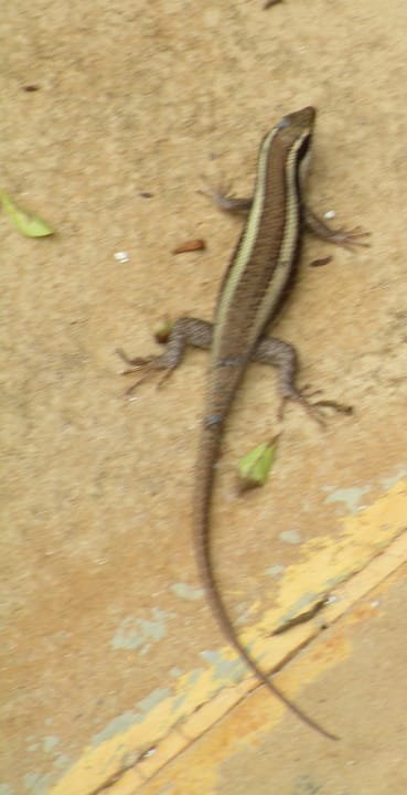 Sonstiges Neptune Pwani Beach Resort & Spa