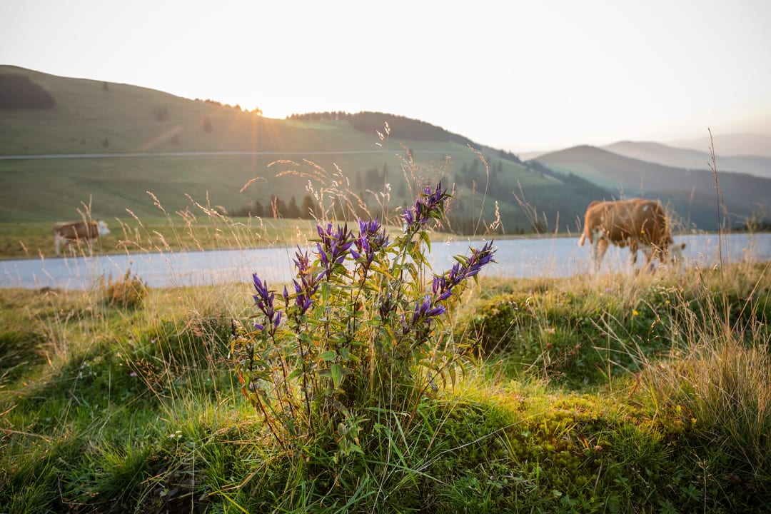 Ausblick Naturhotel Bauernhofer